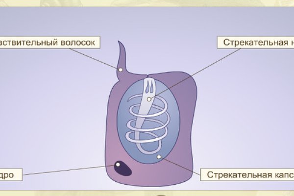 Блэк спрут рулетка